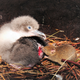 A mouse attacks and eats a chick.